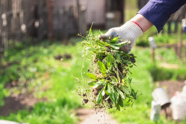 How to Clear a Yard Full of Weeds in Edmond, OK