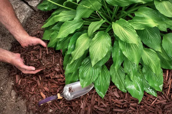 Mulching in Edmond, OK