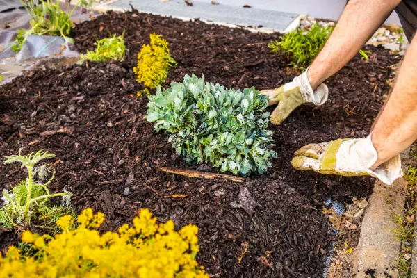 Quality Mulching in Edmond, OK